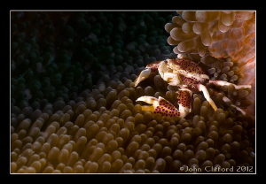 Spotted Porcelain Crab by John Clifford 